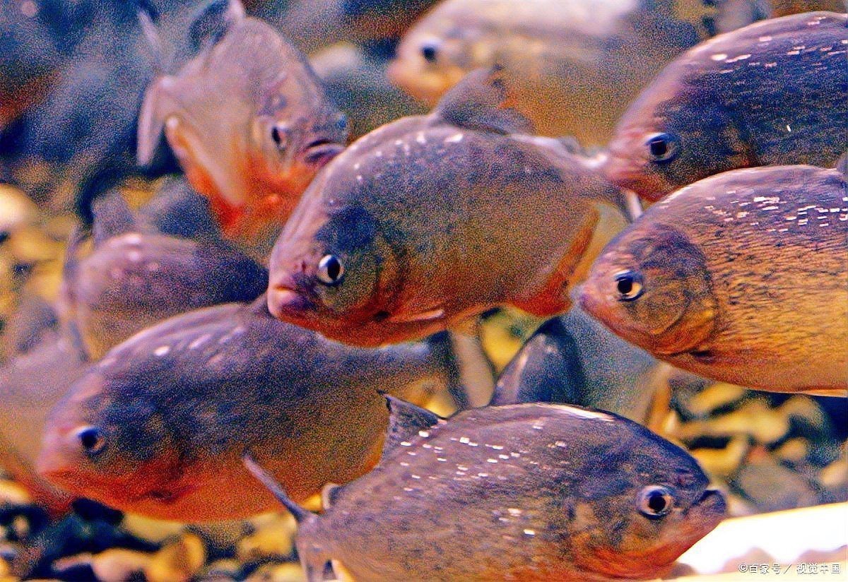 魔鬼魚吃人的照片【“魔鬼魚吃同事”事件實為誤傳，海洋館回應稱是誤食】