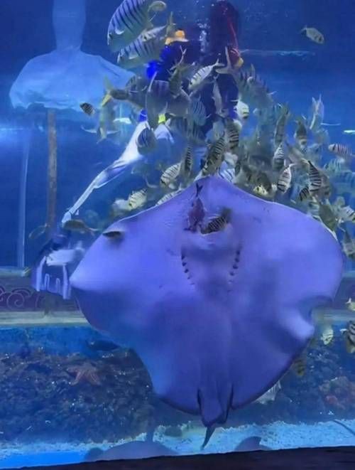 魔鬼魚吃人的照片【“魔鬼魚吃同事”事件實為誤傳，海洋館回應稱是誤食】