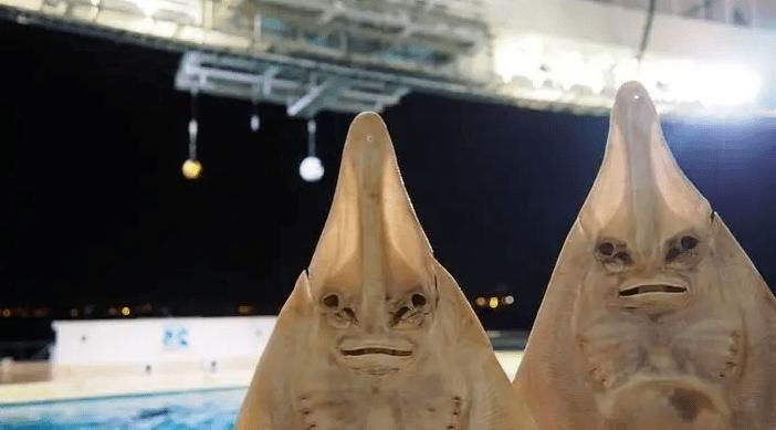 魔鬼魚吃人的照片【“魔鬼魚吃同事”事件實為誤傳，海洋館回應稱是誤食】