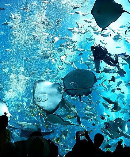 魔鬼魚吃人的照片【“魔鬼魚吃同事”事件實為誤傳，海洋館回應稱是誤食】