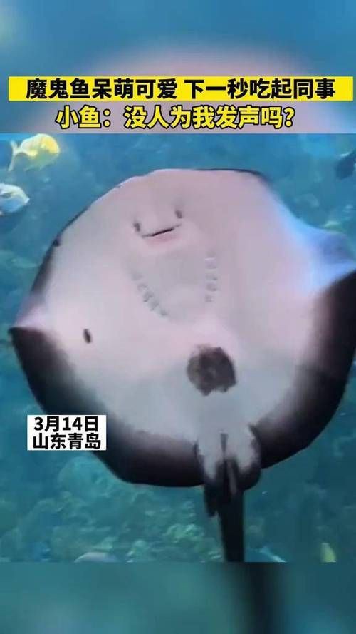 魔鬼魚吃人的照片【“魔鬼魚吃同事”事件實為誤傳，海洋館回應稱是誤食】