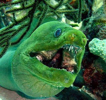 魔鬼魚吃人的照片【“魔鬼魚吃同事”事件實為誤傳，海洋館回應稱是誤食】