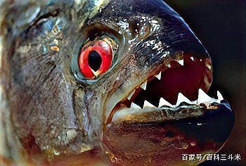魔鬼魚吃人的照片【“魔鬼魚吃同事”事件實為誤傳，海洋館回應稱是誤食】