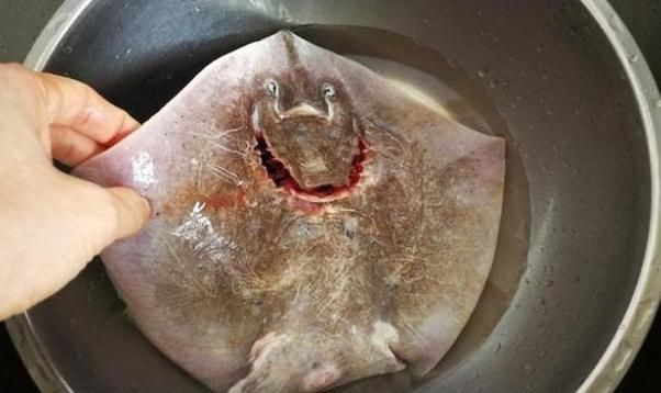 魔鬼魚吃人的照片【“魔鬼魚吃同事”事件實為誤傳，海洋館回應稱是誤食】