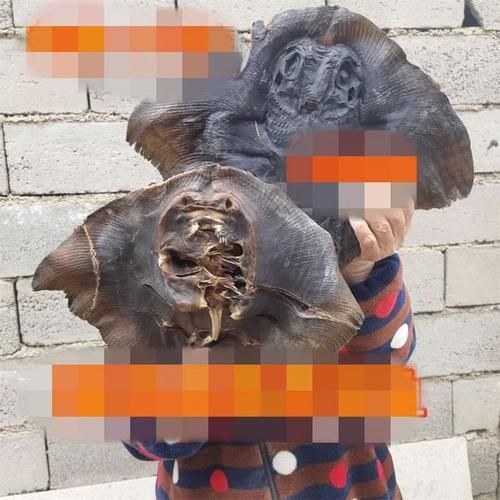魔鬼魚吃人的照片【“魔鬼魚吃同事”事件實為誤傳，海洋館回應稱是誤食】