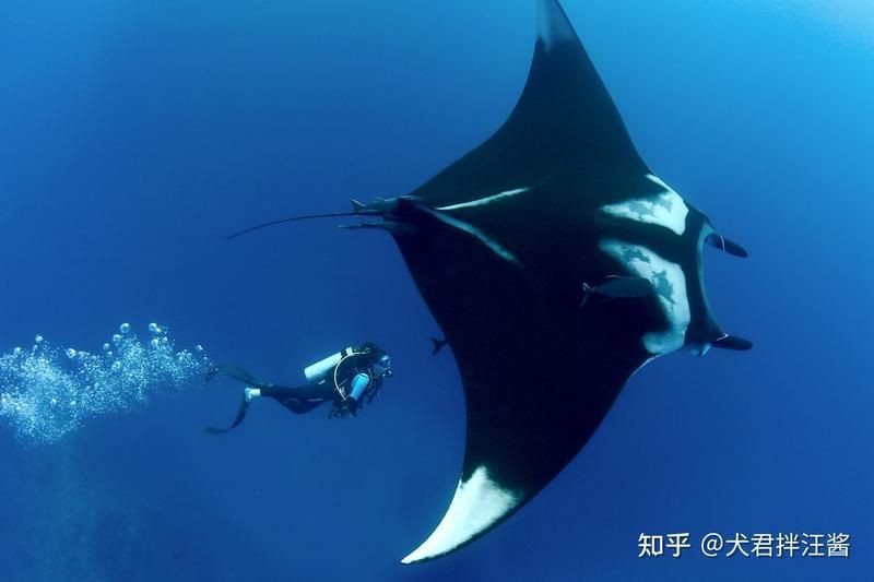 魔鬼魚吃人的照片【“魔鬼魚吃同事”事件實為誤傳，海洋館回應稱是誤食】