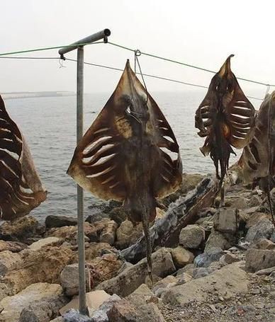 魔鬼魚吃人的照片【“魔鬼魚吃同事”事件實為誤傳，海洋館回應稱是誤食】