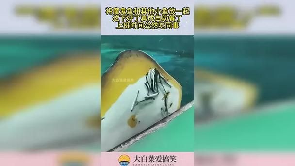 魔鬼魚吃人的照片【“魔鬼魚吃同事”事件實為誤傳，海洋館回應稱是誤食】