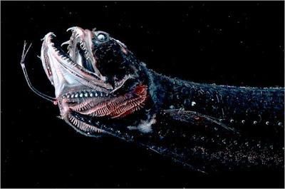 魔鬼魚吃人的照片【“魔鬼魚吃同事”事件實為誤傳，海洋館回應稱是誤食】