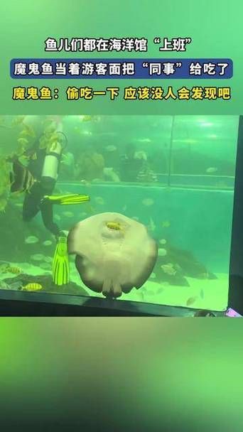 魔鬼魚吃人的照片【“魔鬼魚吃同事”事件實為誤傳，海洋館回應稱是誤食】