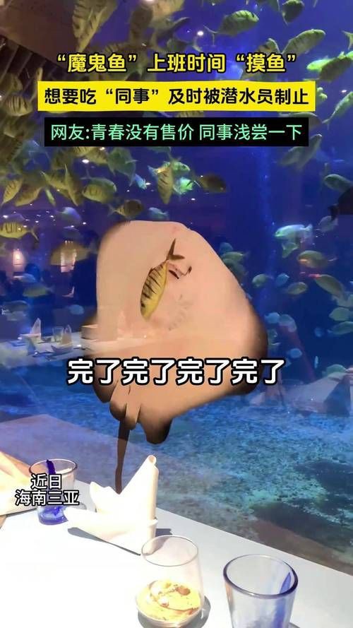 魔鬼魚吃人的照片【“魔鬼魚吃同事”事件實為誤傳，海洋館回應稱是誤食】
