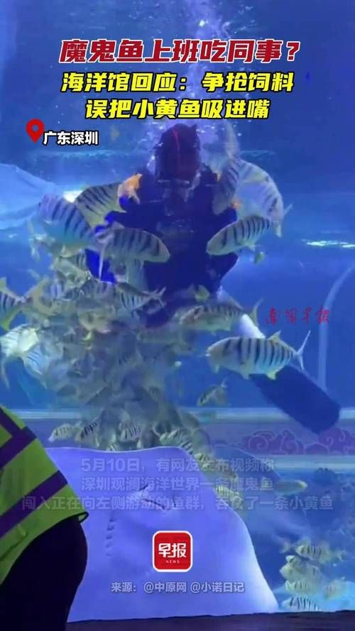 魔鬼魚吃人的照片【“魔鬼魚吃同事”事件實為誤傳，海洋館回應稱是誤食】