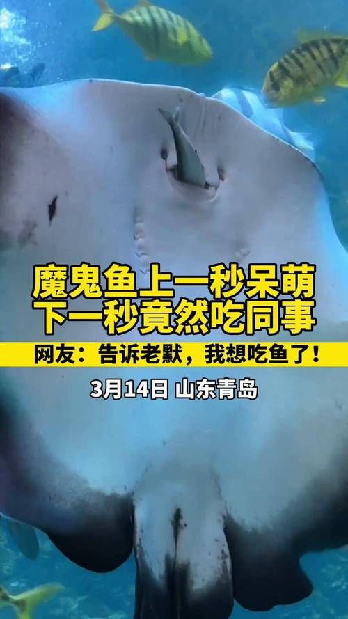 魔鬼魚吃人的照片【“魔鬼魚吃同事”事件實為誤傳，海洋館回應稱是誤食】