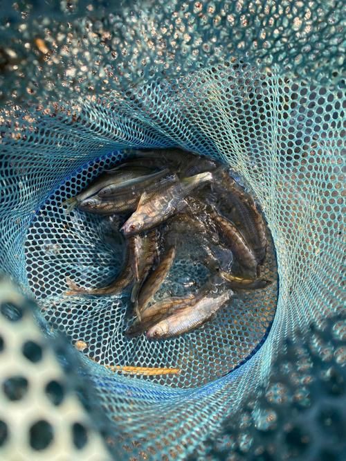鱲魚圖片【養(yǎng)魚老道，成都[需手動(dòng)填充]，異[需手動(dòng)填充]，中國原生觀賞魚鱲,知多少可為漁業(yè)】