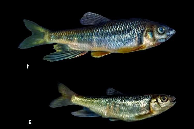 鱲魚圖片【養(yǎng)魚老道，成都[需手動填充]，異[需手動填充]，中國原生觀賞魚鱲,知多少可為漁業(yè)】