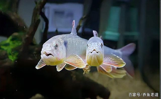 鱲魚圖片【養(yǎng)魚老道，成都[需手動(dòng)填充]，異[需手動(dòng)填充]，中國原生觀賞魚鱲,知多少可為漁業(yè)】