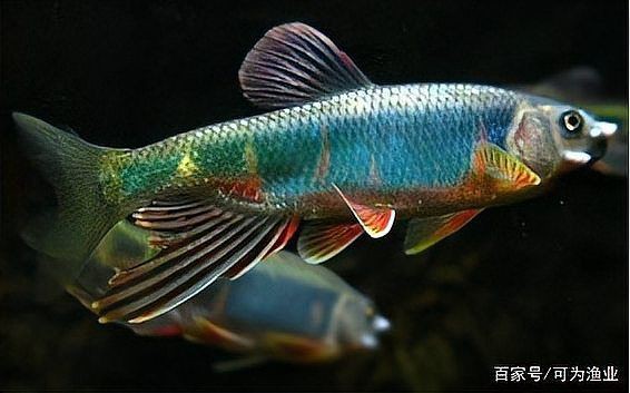 鱲魚圖片【養(yǎng)魚老道，成都[需手動(dòng)填充]，異[需手動(dòng)填充]，中國原生觀賞魚鱲,知多少可為漁業(yè)】