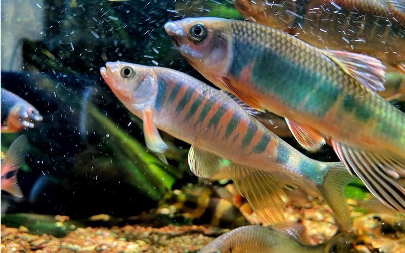 鱲魚圖片【養(yǎng)魚老道，成都[需手動(dòng)填充]，異[需手動(dòng)填充]，中國原生觀賞魚鱲,知多少可為漁業(yè)】