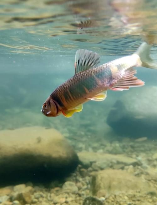 鱲魚圖片【養(yǎng)魚老道，成都[需手動(dòng)填充]，異[需手動(dòng)填充]，中國原生觀賞魚鱲,知多少可為漁業(yè)】