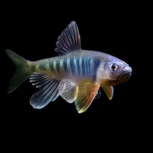鱲魚圖片【養(yǎng)魚老道，成都[需手動(dòng)填充]，異[需手動(dòng)填充]，中國原生觀賞魚鱲,知多少可為漁業(yè)】
