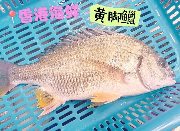 鱲魚圖片【養(yǎng)魚老道，成都[需手動填充]，異[需手動填充]，中國原生觀賞魚鱲,知多少可為漁業(yè)】