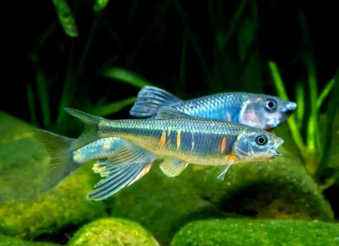 鱲魚圖片【養(yǎng)魚老道，成都[需手動(dòng)填充]，異[需手動(dòng)填充]，中國原生觀賞魚鱲,知多少可為漁業(yè)】