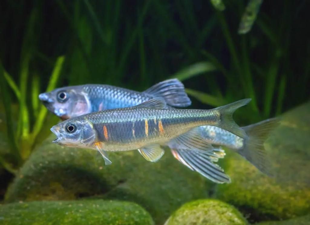 鱲魚圖片【養(yǎng)魚老道，成都[需手動(dòng)填充]，異[需手動(dòng)填充]，中國原生觀賞魚鱲,知多少可為漁業(yè)】