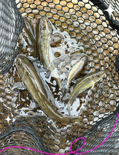 鱲魚圖片【養(yǎng)魚老道，成都[需手動(dòng)填充]，異[需手動(dòng)填充]，中國原生觀賞魚鱲,知多少可為漁業(yè)】