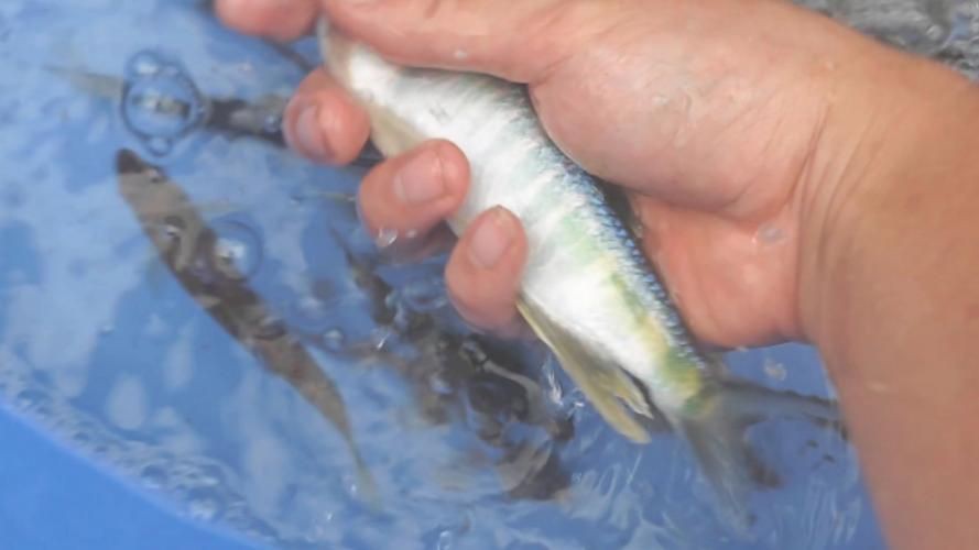鱲魚圖片【養(yǎng)魚老道，成都[需手動(dòng)填充]，異[需手動(dòng)填充]，中國原生觀賞魚鱲,知多少可為漁業(yè)】