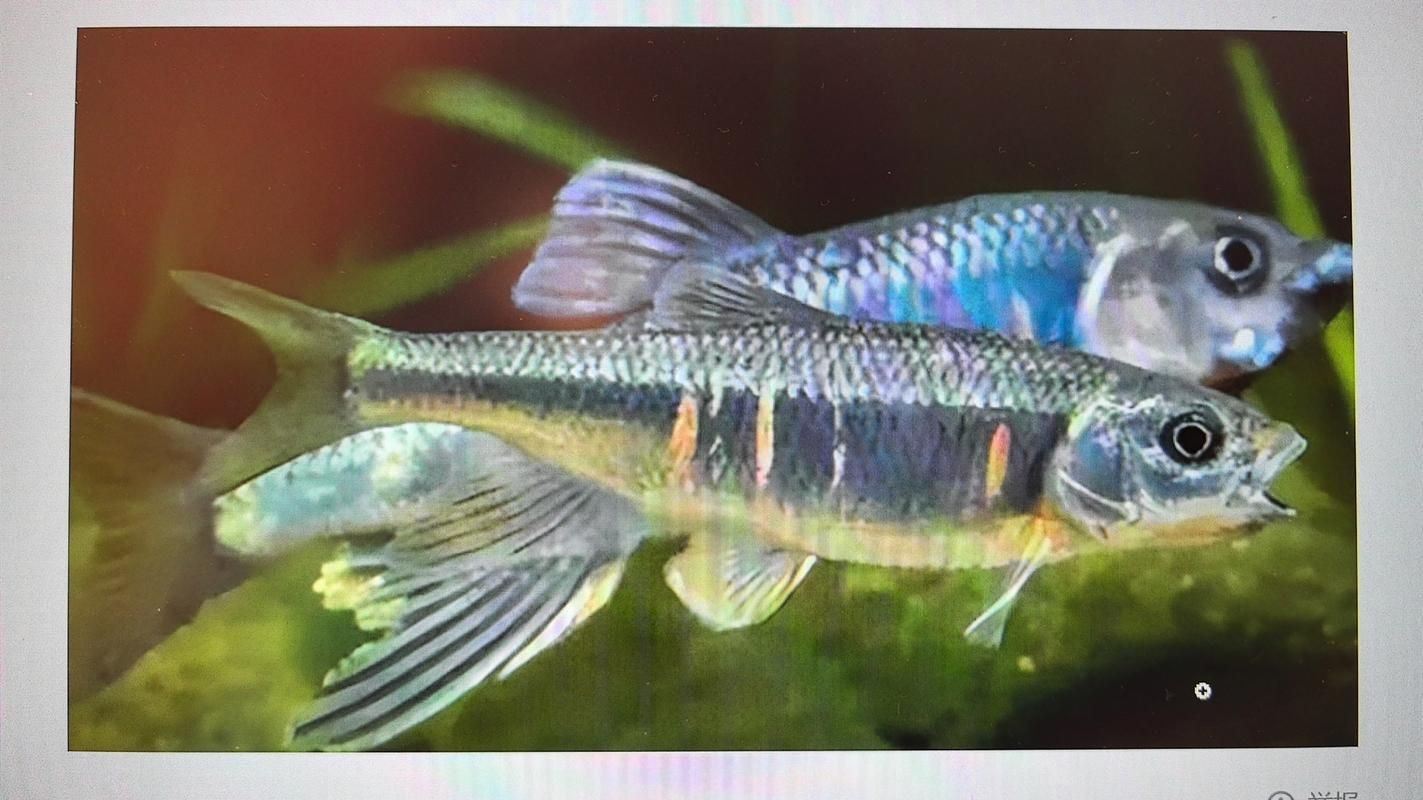 鱲魚圖片【養(yǎng)魚老道，成都[需手動(dòng)填充]，異[需手動(dòng)填充]，中國原生觀賞魚鱲,知多少可為漁業(yè)】