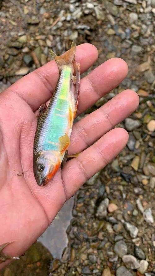 鱲魚圖片【養(yǎng)魚老道，成都[需手動填充]，異[需手動填充]，中國原生觀賞魚鱲,知多少可為漁業(yè)】