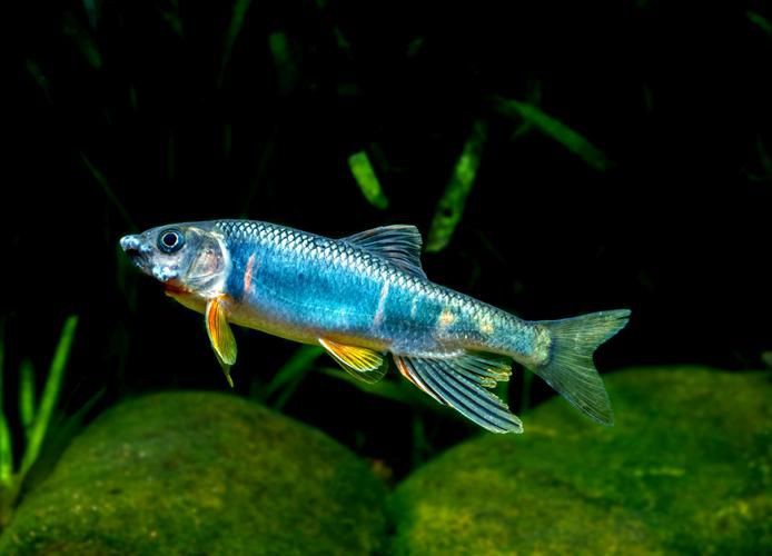鱲魚圖片【養(yǎng)魚老道，成都[需手動(dòng)填充]，異[需手動(dòng)填充]，中國原生觀賞魚鱲,知多少可為漁業(yè)】