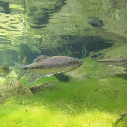 鱲魚圖片【養(yǎng)魚老道，成都[需手動(dòng)填充]，異[需手動(dòng)填充]，中國原生觀賞魚鱲,知多少可為漁業(yè)】