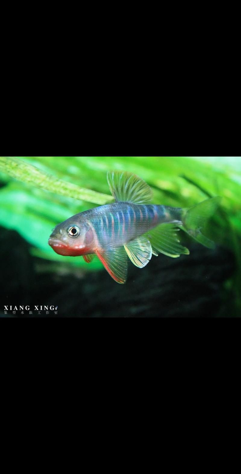 鱲魚圖片【養(yǎng)魚老道，成都[需手動(dòng)填充]，異[需手動(dòng)填充]，中國原生觀賞魚鱲,知多少可為漁業(yè)】