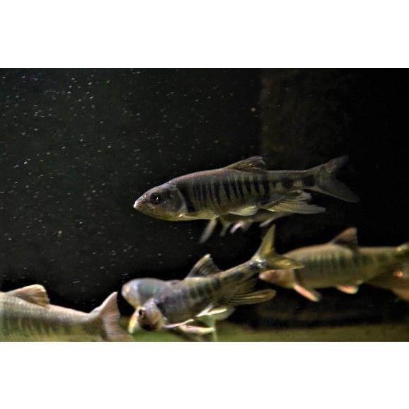 鱲魚圖片【養(yǎng)魚老道，成都[需手動(dòng)填充]，異[需手動(dòng)填充]，中國原生觀賞魚鱲,知多少可為漁業(yè)】