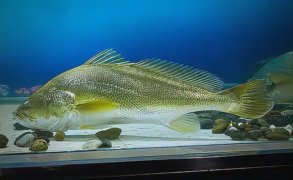 鮸魚(yú)為何被國(guó)家禁止【國(guó)家對(duì)鮸魚(yú)采取禁捕措施】