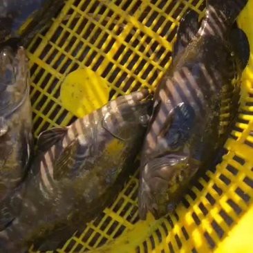 石斑魚多少元一斤【石斑魚價格受地域、品種及規格影響差異顯著，養殖戶欣喜若狂】