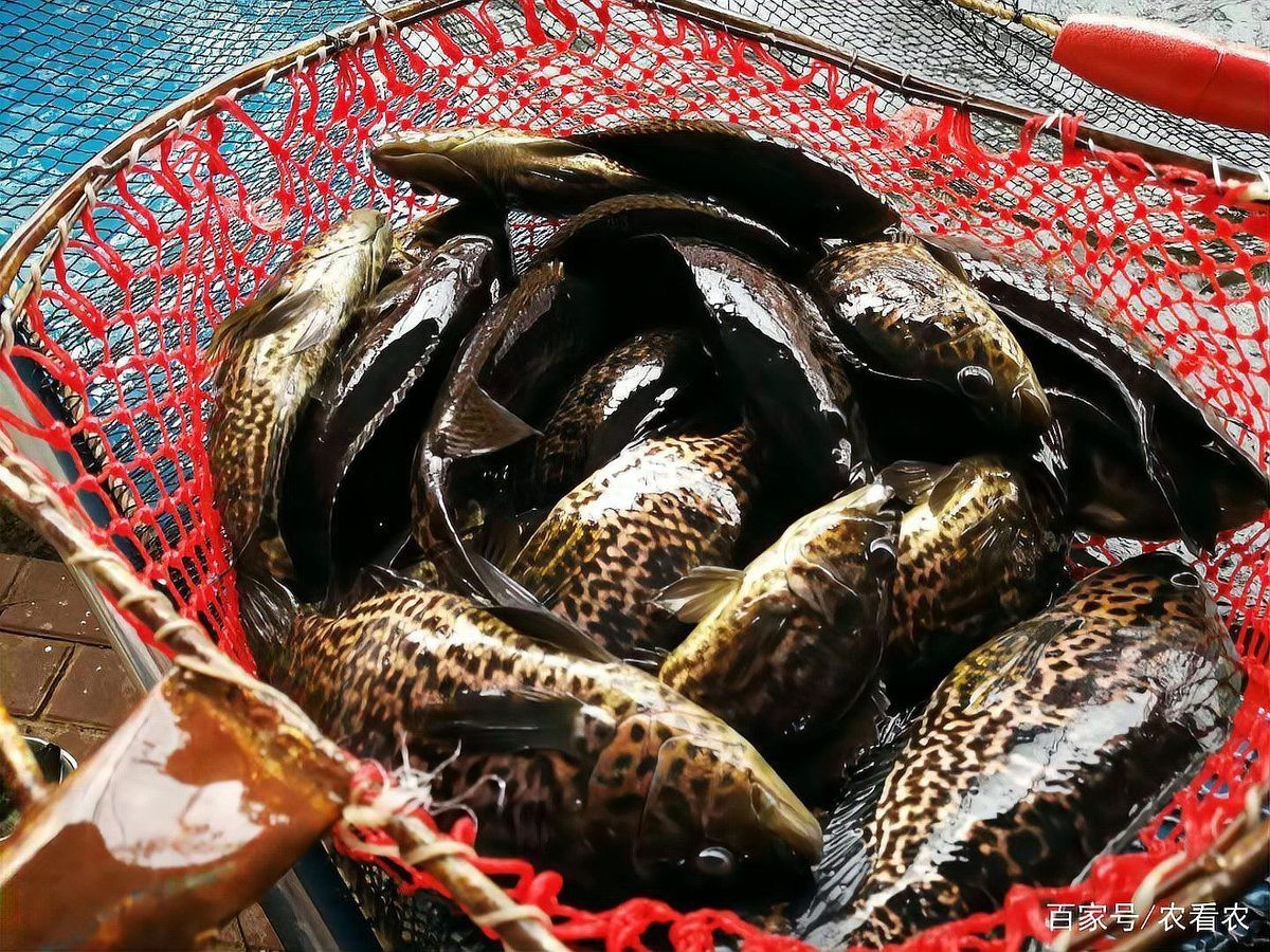 石斑魚多少元一斤【石斑魚價格受地域、品種及規格影響差異顯著，養殖戶欣喜若狂】