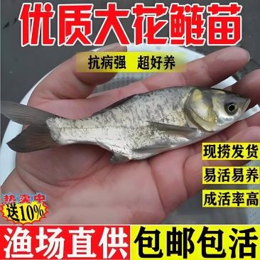 雷龍魚品種大全【2025年8月鰱魚苗批發(fā)價格行情】