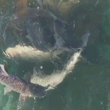 雷龍魚品種大全【2025年8月鰱魚苗批發價格行情】