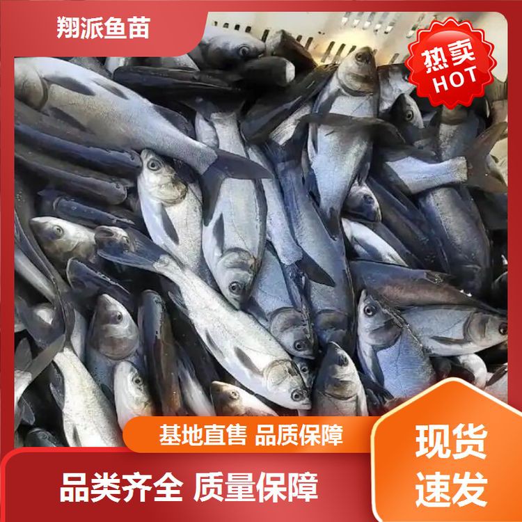雷龍魚品種大全【2025年8月鰱魚苗批發價格行情】