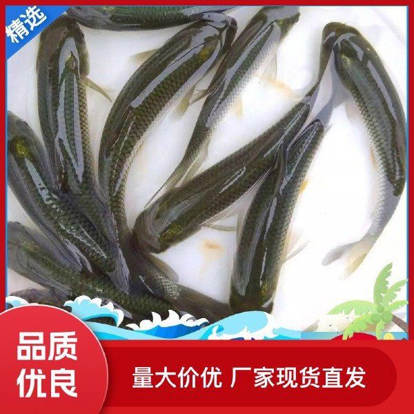 雷龍魚品種大全【2025年8月鰱魚苗批發價格行情】