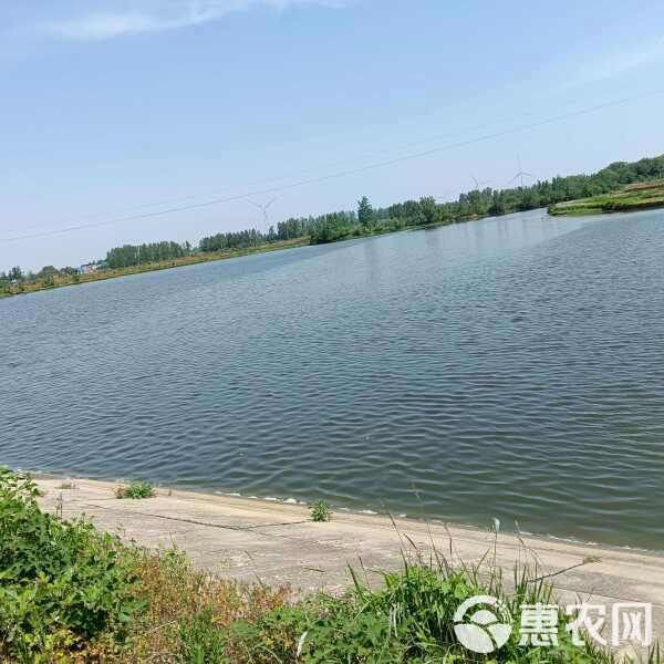 雷龍魚品種大全【2025年8月鰱魚苗批發(fā)價格行情】