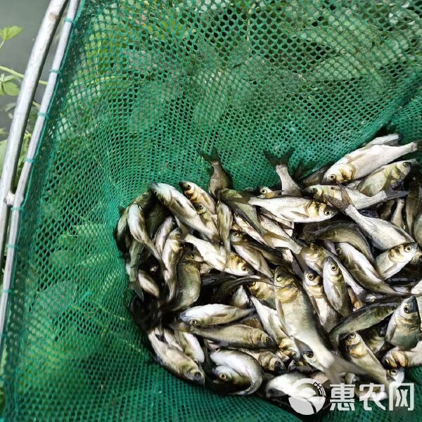 雷龍魚品種大全【2025年8月鰱魚苗批發(fā)價格行情】
