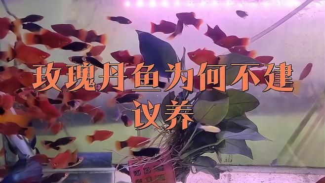 玫瑰丹魚為什么不建議養【《玫瑰丹魚為什么不建議養》】