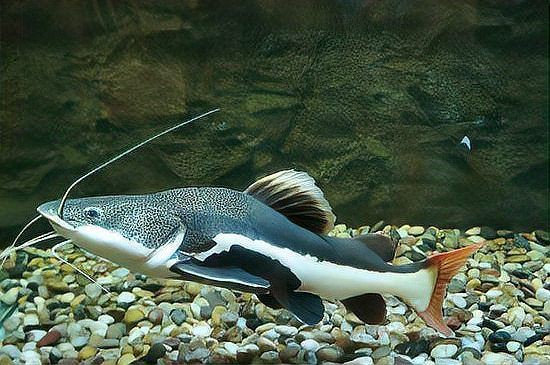 招財貓魚混養需要多大的魚缸?【招財貓混養需要多大的魚缸】 龍魚百科 第2張 招財貓魚混養需要多大的魚缸?【招財貓混養需要多大的魚缸】 招財貓魚混養需要多大的魚缸?【招財貓混養需要多大的魚缸】 龍魚百科 第2張