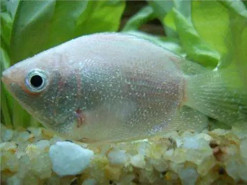 白點病魚怎么治療【《白點病魚怎么治療》】
