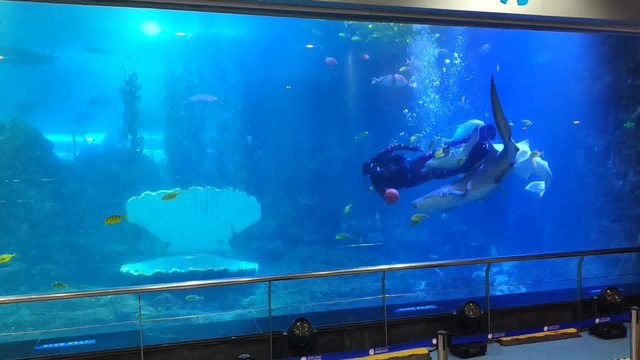 市南水族店【青島市南區(qū)擁有多家特色水族店涵蓋觀賞魚銷售、寵物飼養(yǎng)及用品服務(wù)等業(yè)態(tài)】 市南水族店【青島市南區(qū)擁有多家特色水族店涵蓋觀賞魚銷售、寵物飼養(yǎng)及用品服務(wù)等業(yè)態(tài)】 全國水族館企業(yè)名錄 第4張
