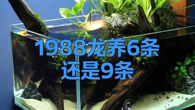 屬龍養幾條魚最招財【《屬龍養幾條魚最招財》在風水文化中】 屬龍養幾條魚最招財【《屬龍養幾條魚最招財》在風水文化中】 龍魚百科 第3張