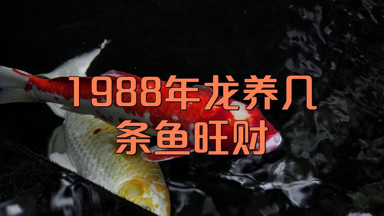 屬龍養幾條魚最招財【《屬龍養幾條魚最招財》在風水文化中】 屬龍養幾條魚最招財【《屬龍養幾條魚最招財》在風水文化中】 龍魚百科 第4張